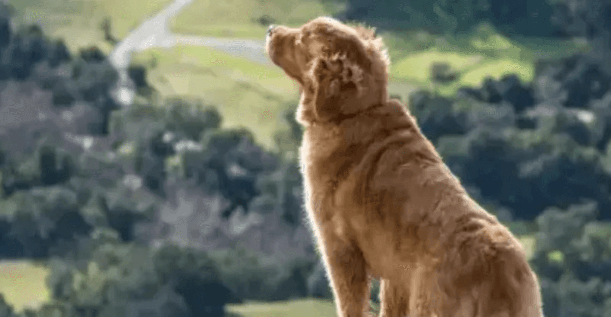 Vakantie met je hond