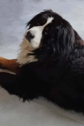 Baloo